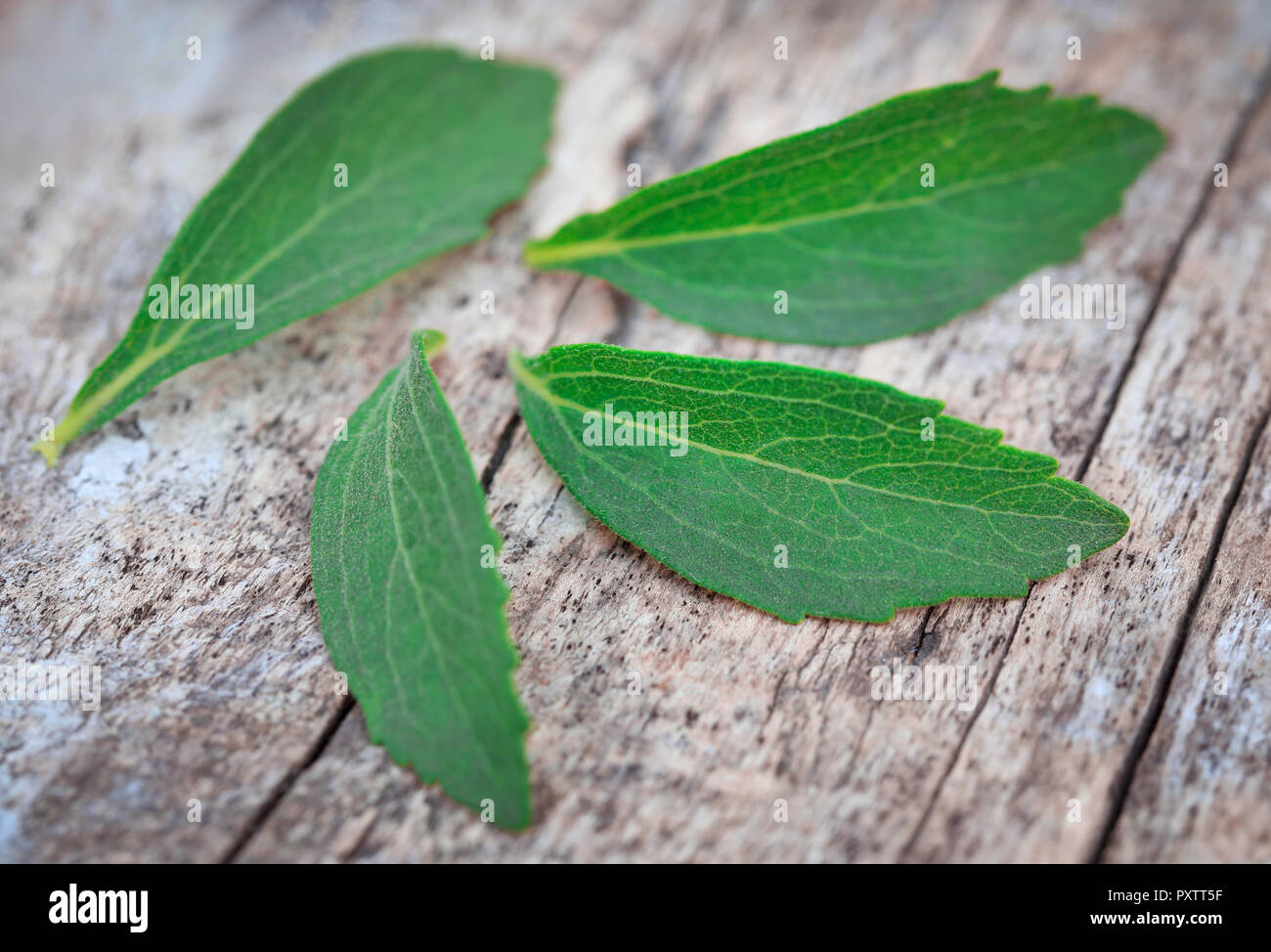 Stevia Blätter eine Alternative für Zucker haben viele Arzneimittel, Wert Stockfoto