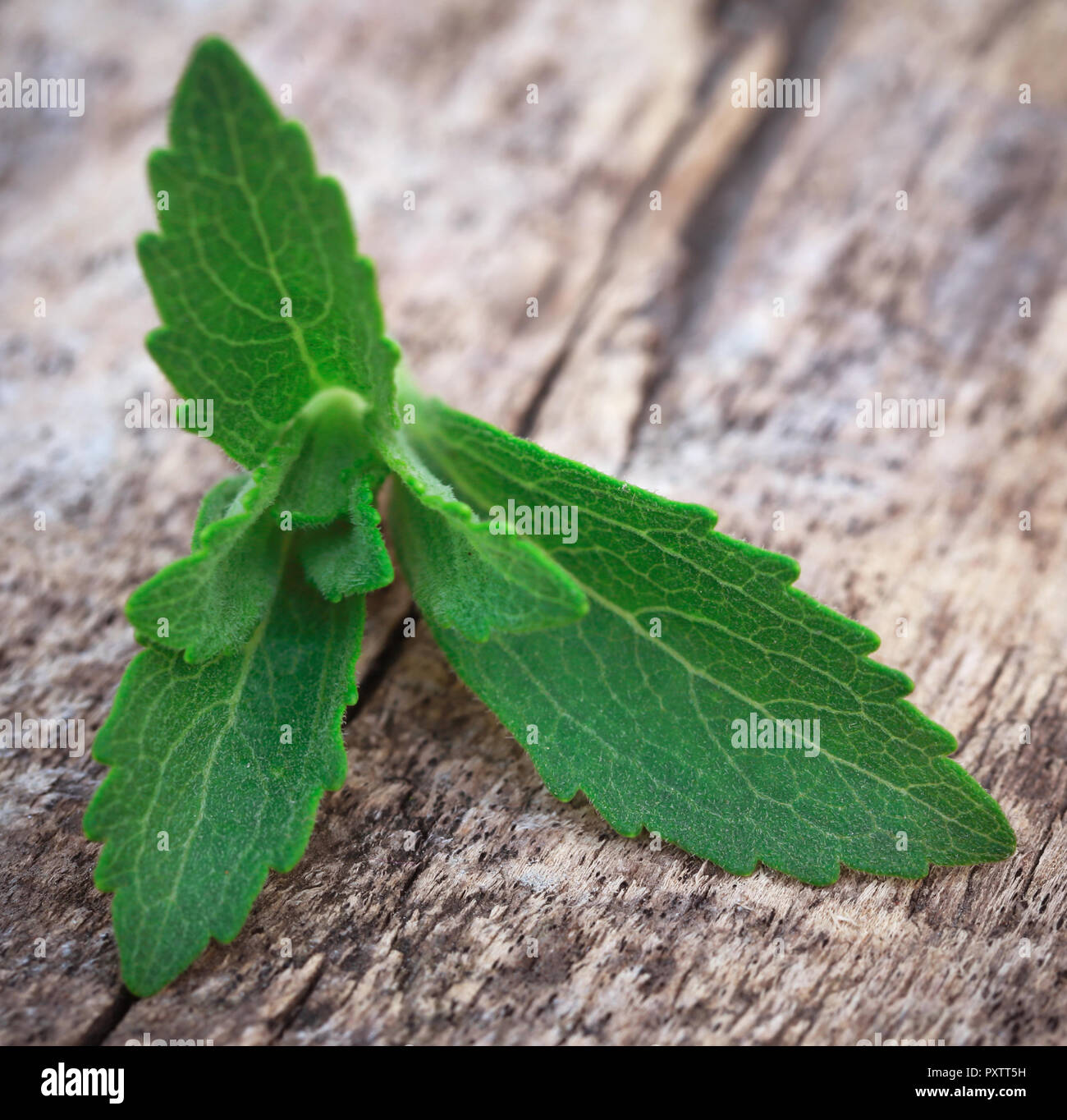 Stevia Blätter eine Alternative für Zucker haben viele Arzneimittel, Wert Stockfoto