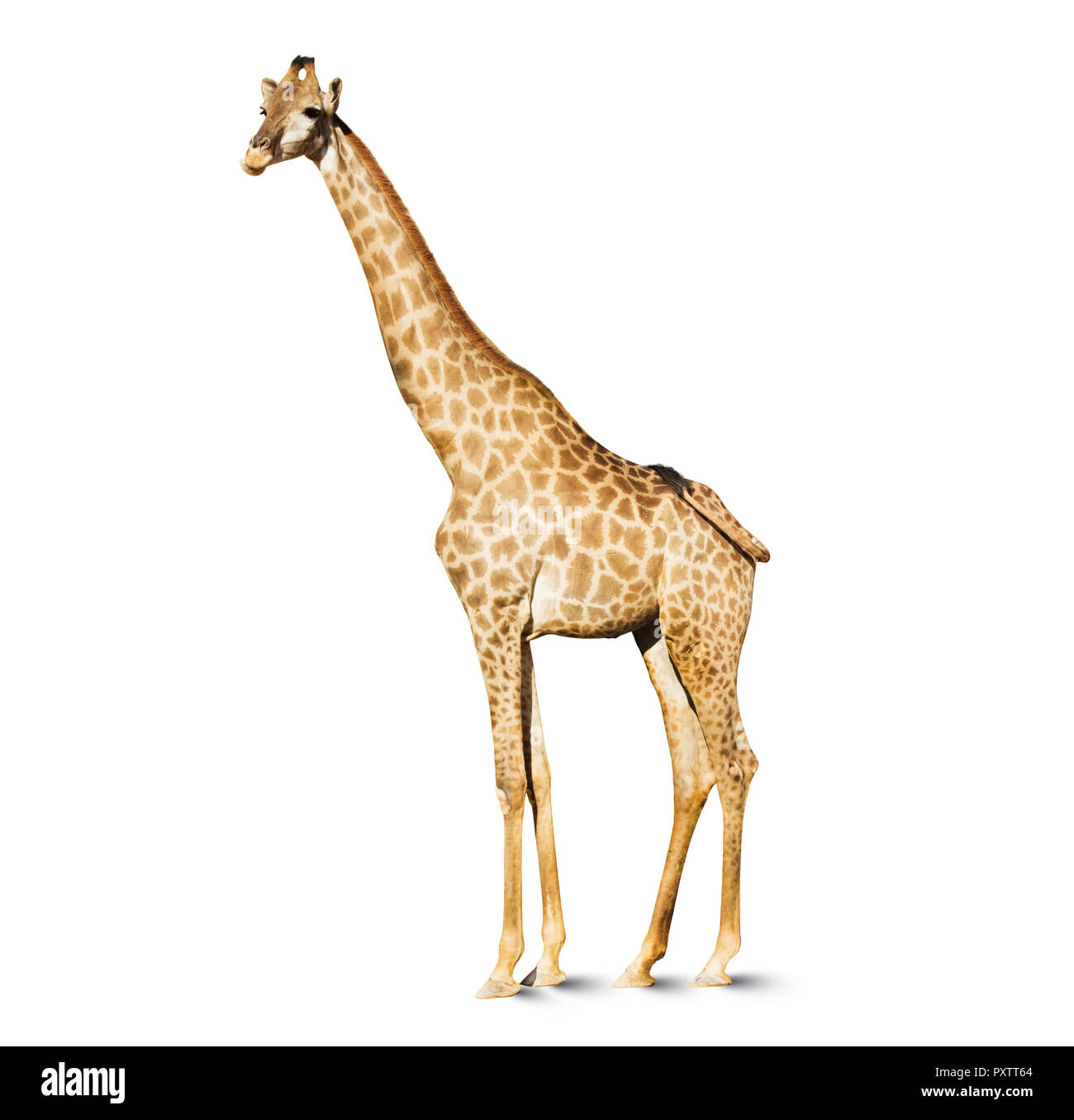 Giraffe Kopf auf weißem Hintergrund, einen großen afrikanischen Säugetier mit einem sehr langen Hals und Vorderläufe, in einen Mantel gemusterten mit braunen Flecken separ Stockfoto