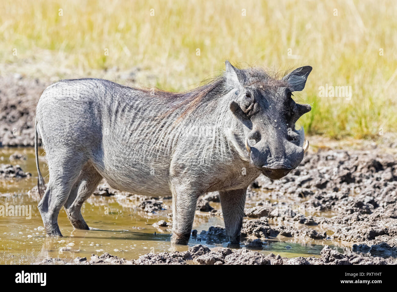 Botswana, Kalahari, Central Kalahari Game Reserve, Warzenschwein, Phacochoerus africanus Stockfoto