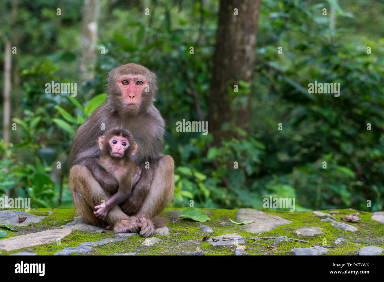 China, Provinz Fujian, Porträt von zwei Affen in Niumu Wald, Mutter mit Jungen Stockfoto