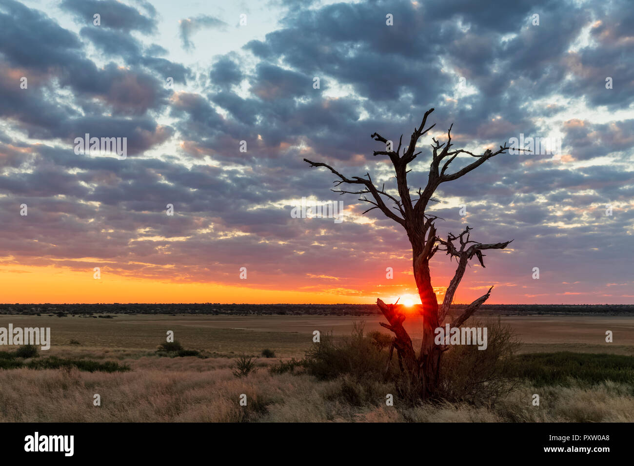 Afrika, Botswana, Kgalagadi Transfrontier Park, Mabuasehube Game Reserve, mabuasehube Pan bei Sonnenuntergang Stockfoto