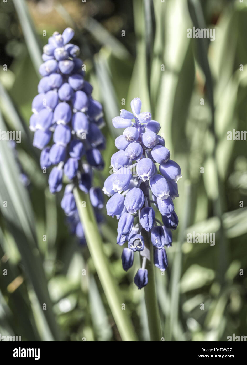 Gemeinsame Traubenhyazinthen, Muscari Stockfoto
