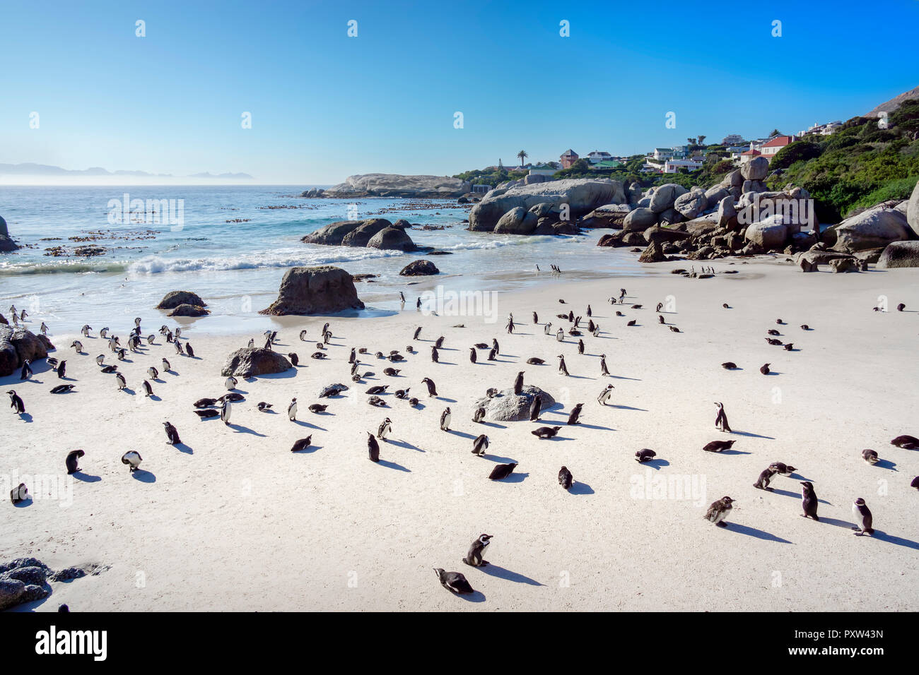 Afrika, Simon's Town und Boulders Beach, Brillenpinguin Kolonie von Brillenpinguinen, Spheniscus demersus Stockfoto