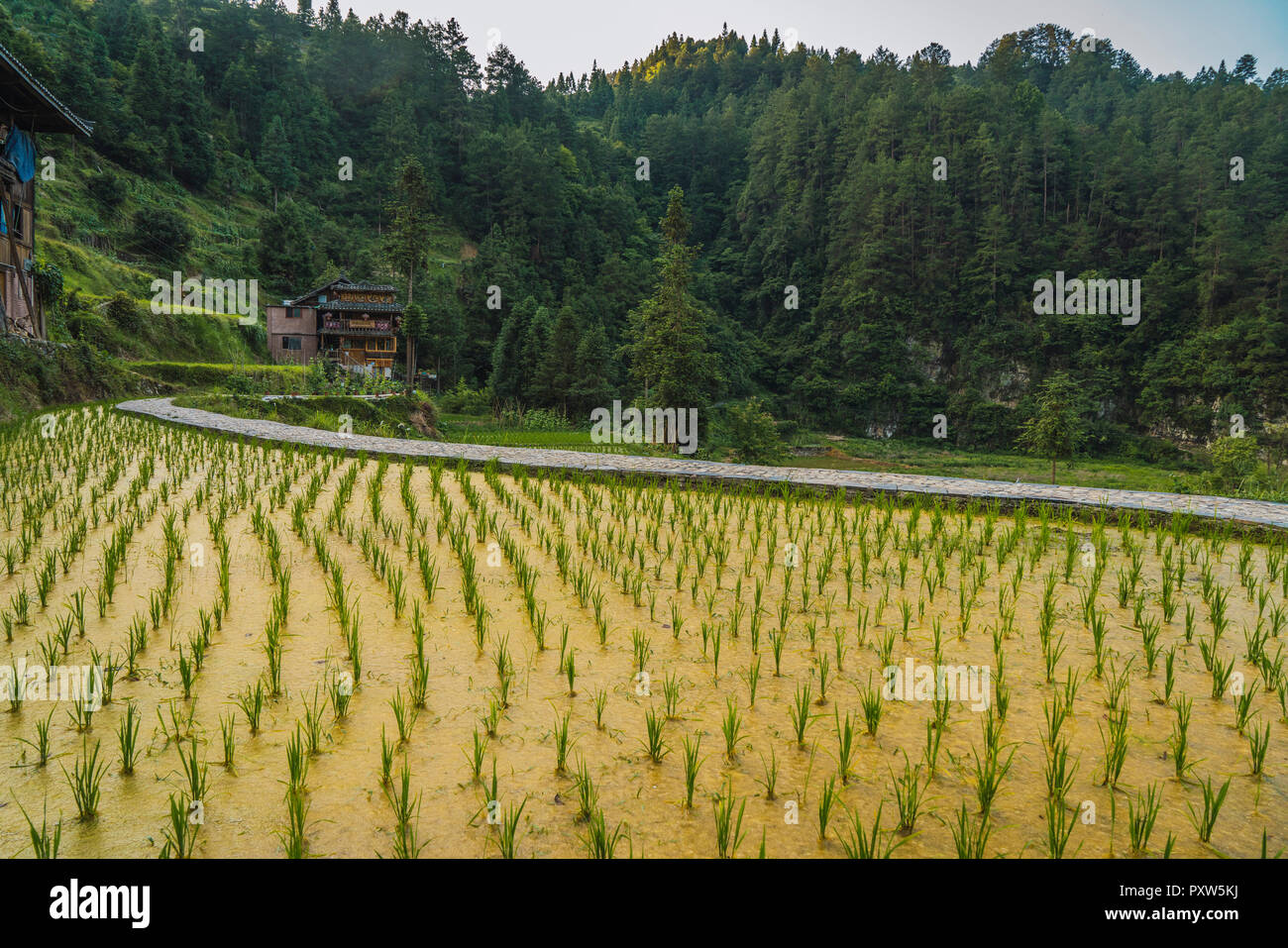 China, Yunnan, Miao reis plantage Stockfoto