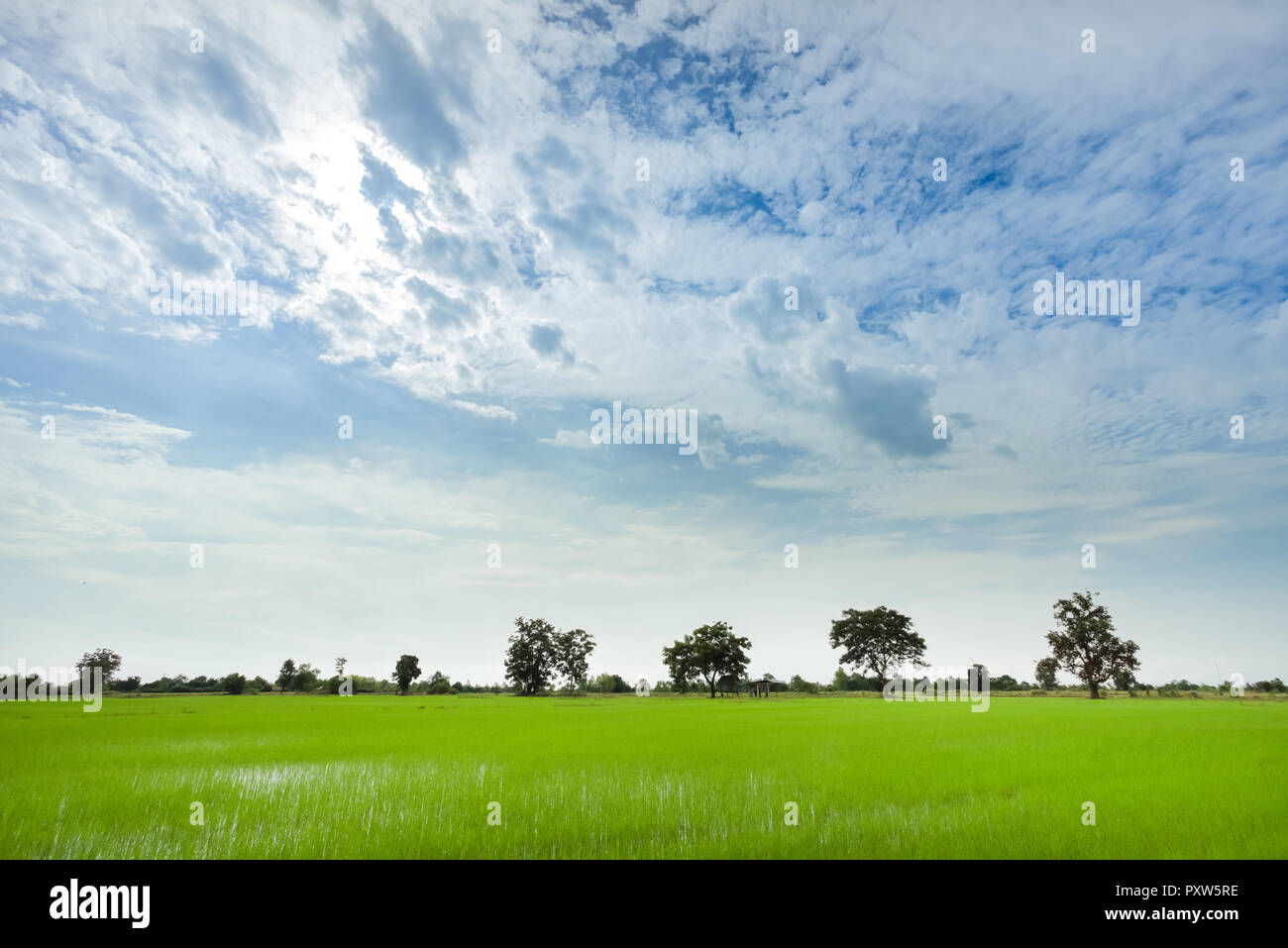 Grüne Reisfelder mit minimaler Baum in einem bewölkten Tag Provinz Sukhothai, Thailand Stockfoto