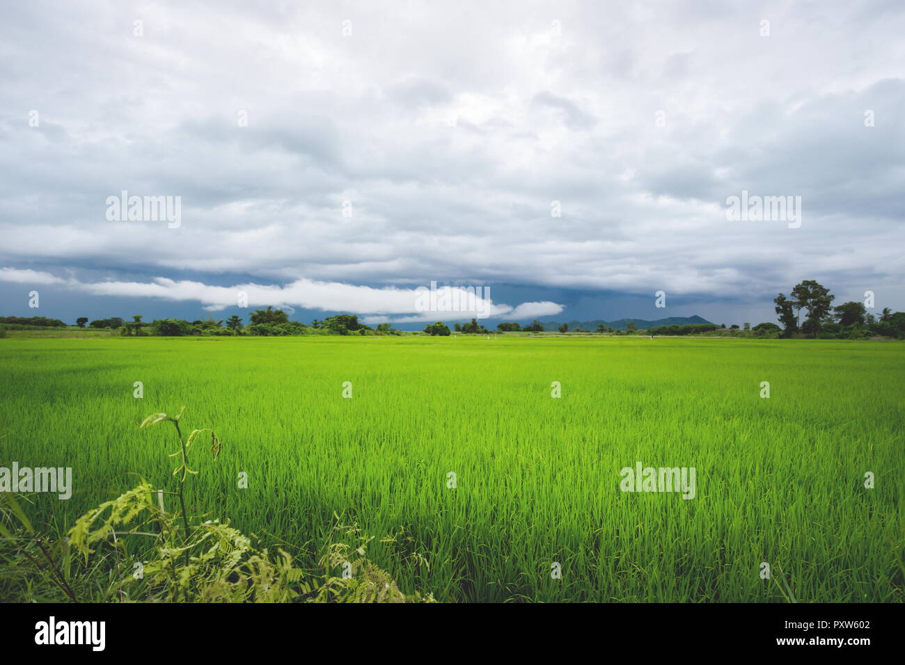 Grüne Reisfelder in einem bewölkten Tag Provinz Sukhothai, Thailand Stockfoto
