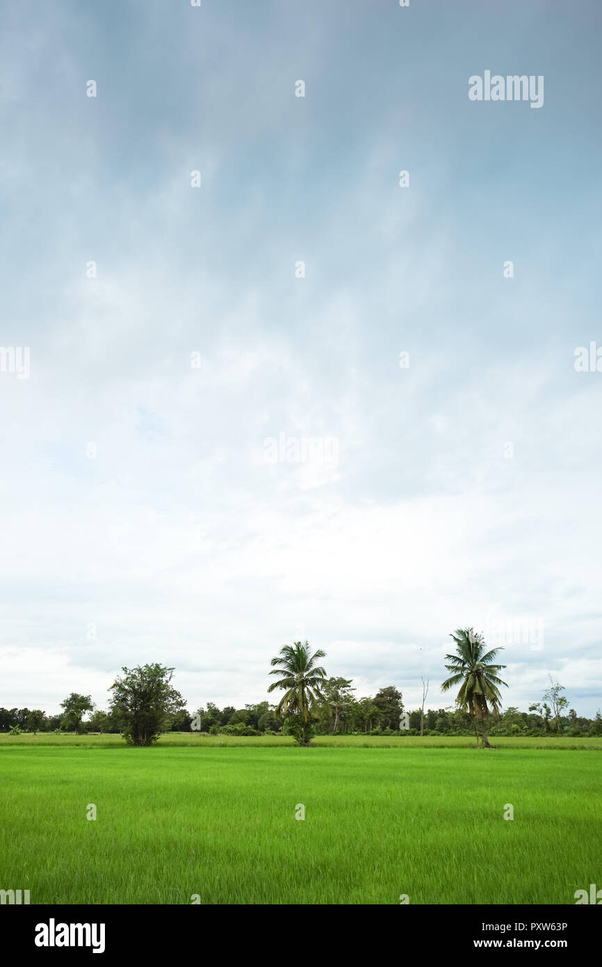 Grüne Reisfelder mit minimaler Baum in einem bewölkten Tag Provinz Sukhothai, Thailand Stockfoto