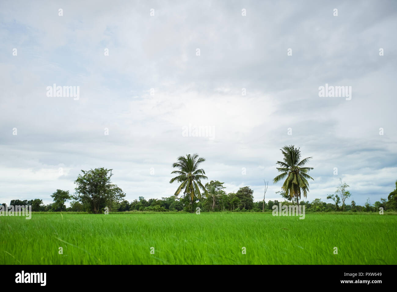 Grüne Reisfelder mit minimaler Baum in einem bewölkten Tag Provinz Sukhothai, Thailand Stockfoto