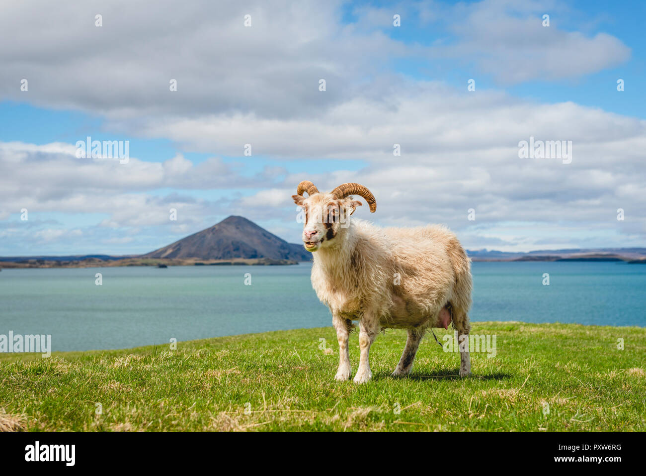 Island, See Myvatn, Schafe Stockfoto