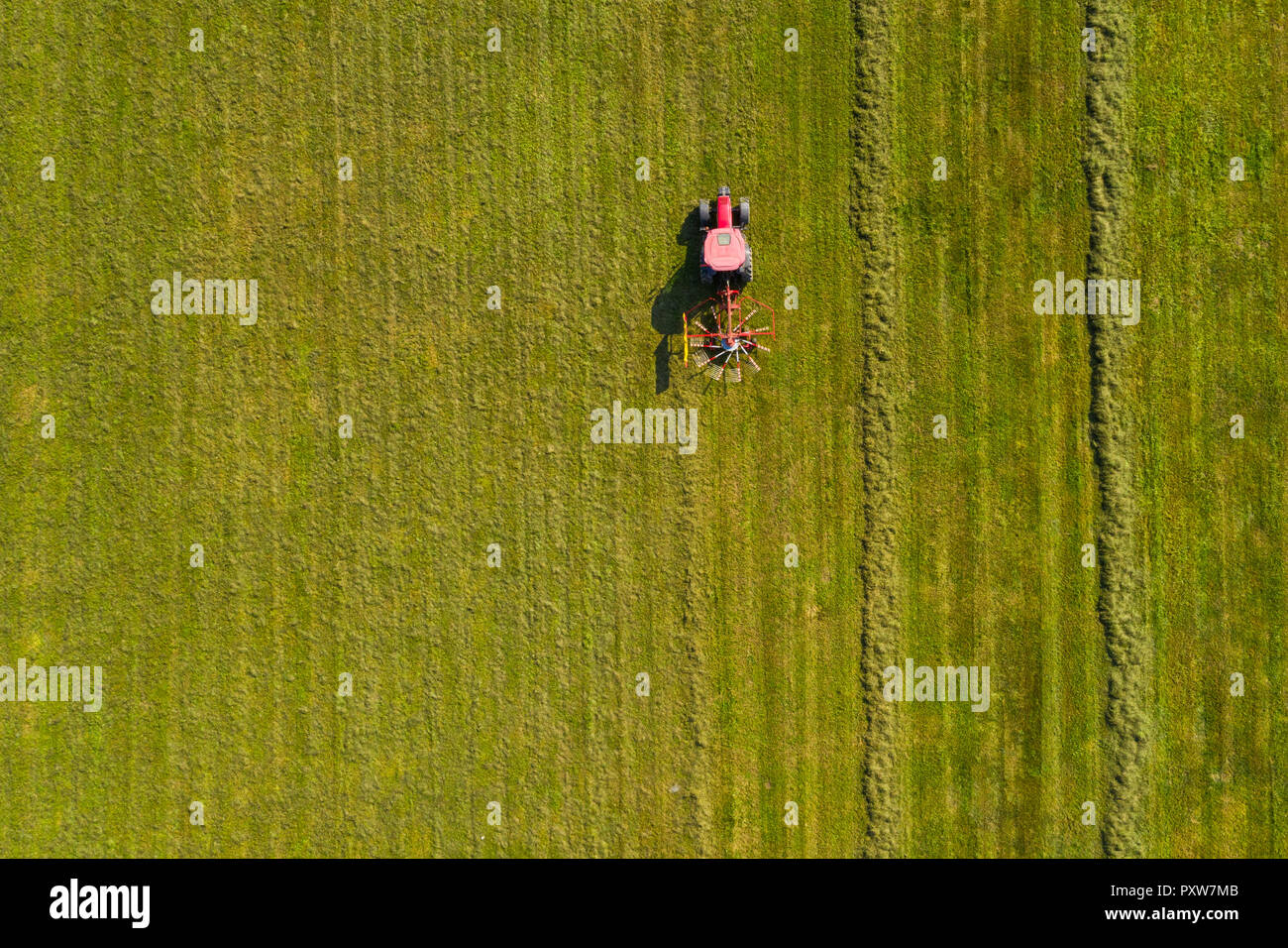 Red Tractor schwadlegen Heu, von oben nach unten Luftbild, Landwirtschaft und den ökologischen Landbau Stockfoto