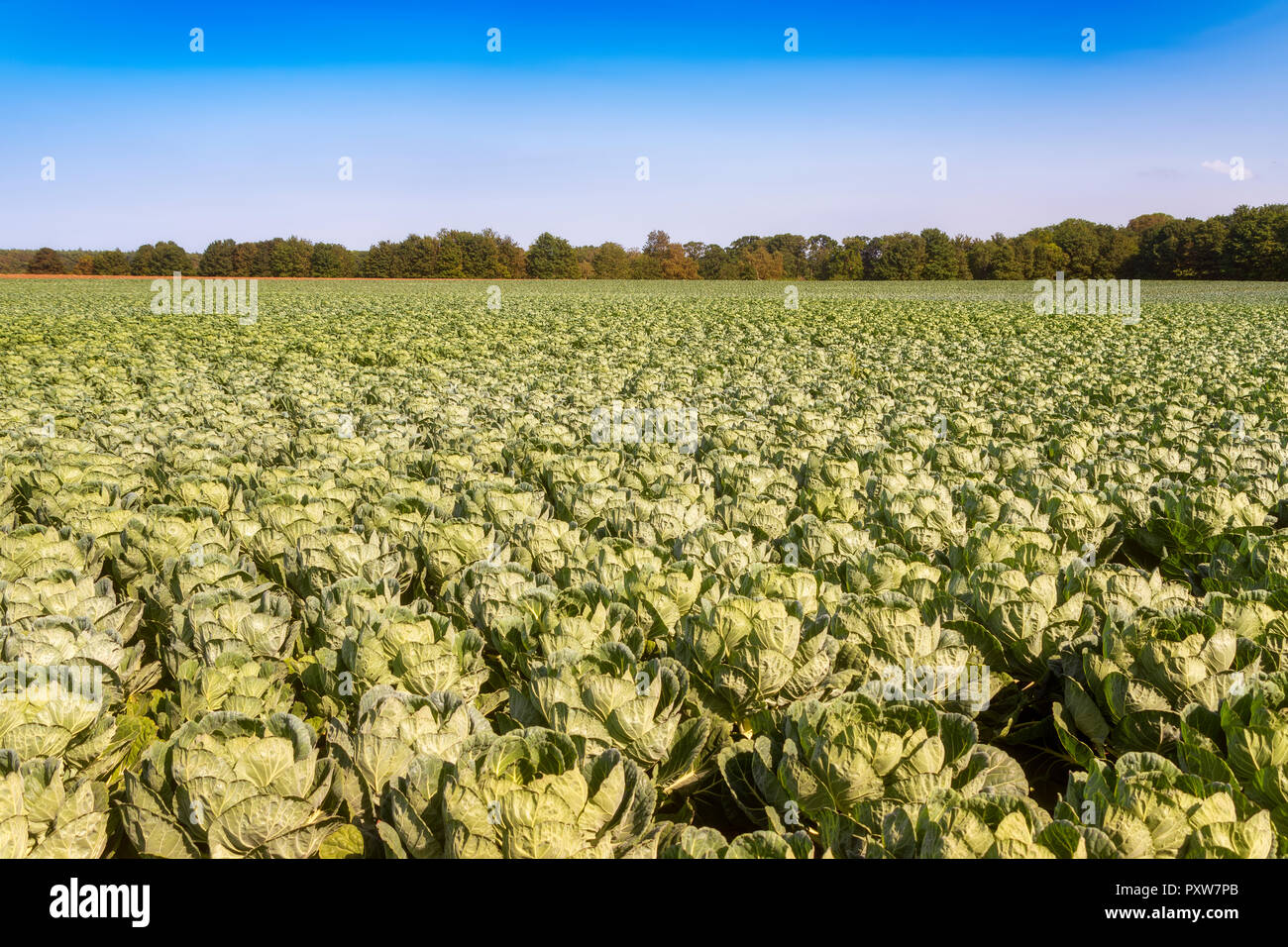 Vereinigtes Königreich, East Lothian, Rosenkohl, Brassica oleracea Stockfoto