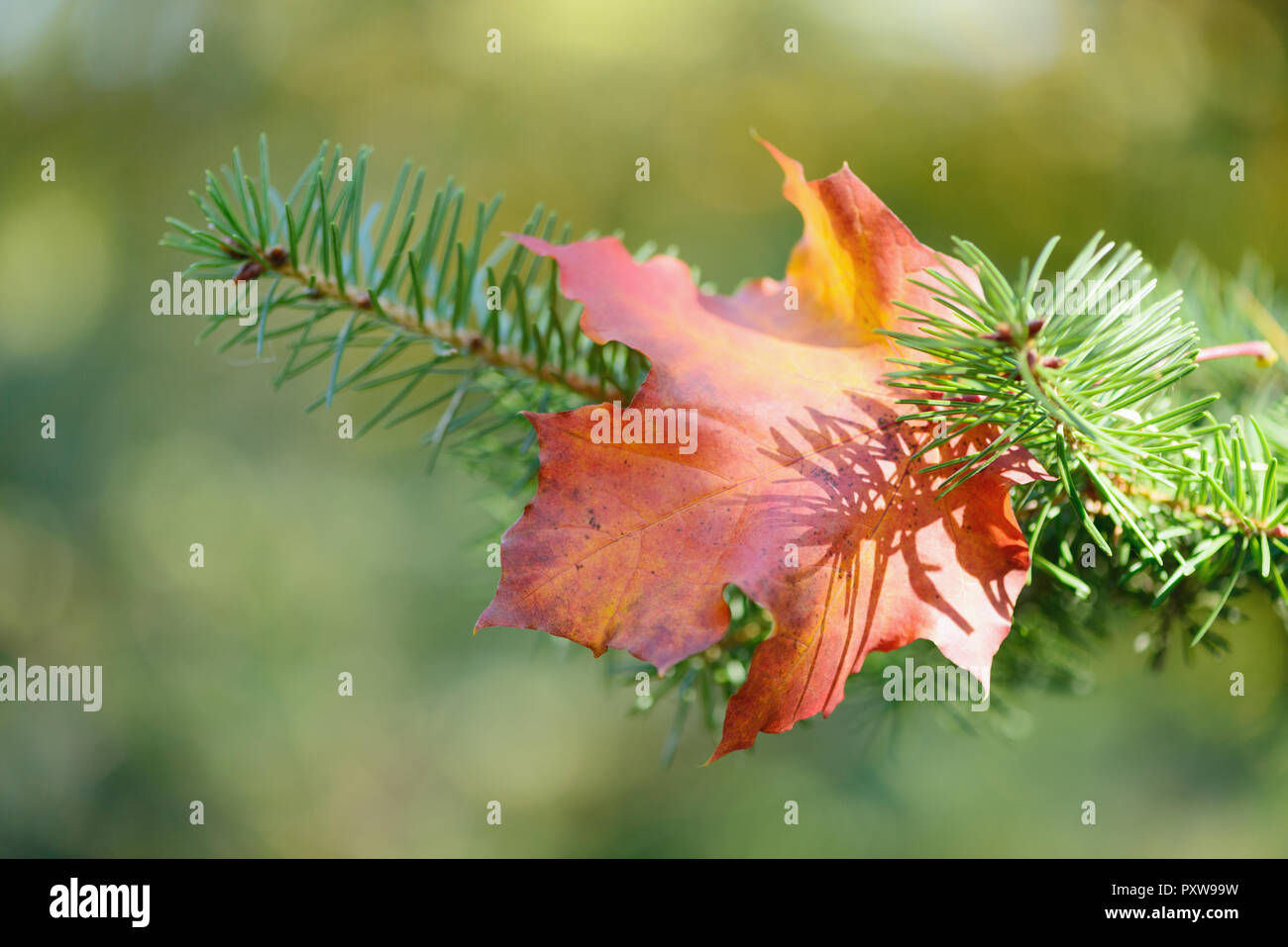 Herbst, Herbst, farbige maple leaf auf dem Pine Tree Branch auf einem unscharfen Hintergrund Stockfoto