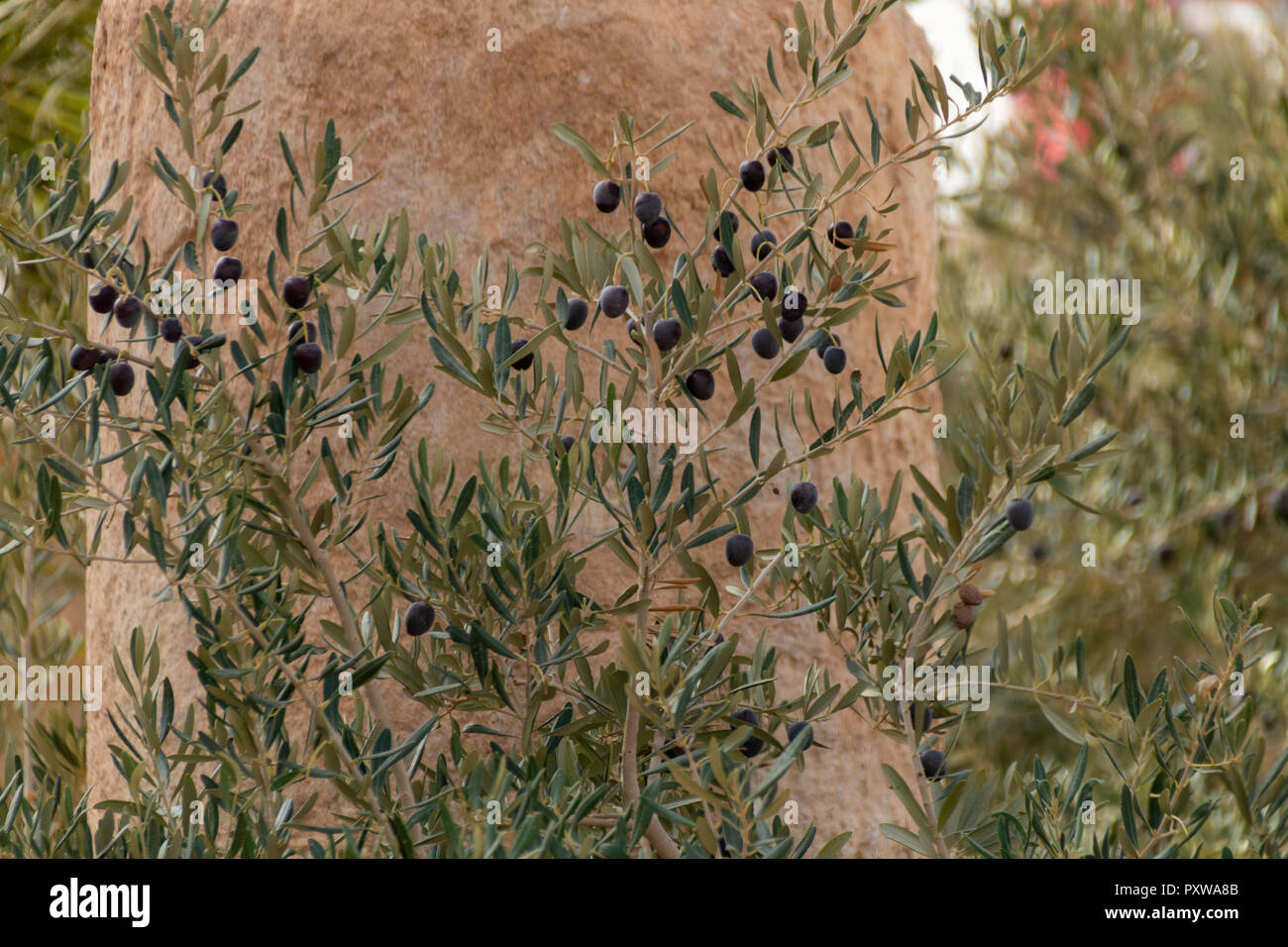 Ein Olivenbaum auf dem Berg Nebo in Jordanien, wo Moses das Gelobte Land sah. Stockfoto