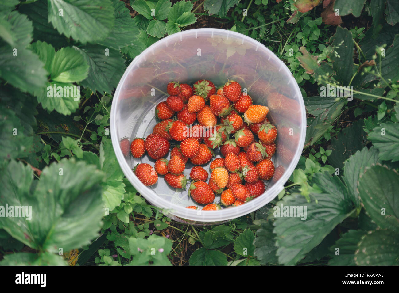 Geernteten Erdbeeren in Plastik Schüssel Stockfoto