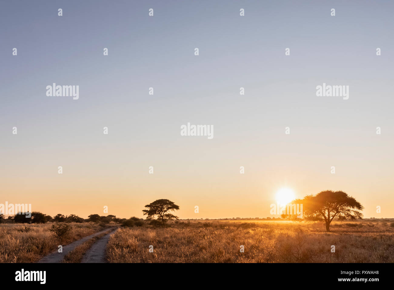 Afrika, Botswana, Central Kalahari Game Reserve, sand Track bei Sonnenaufgang Stockfoto