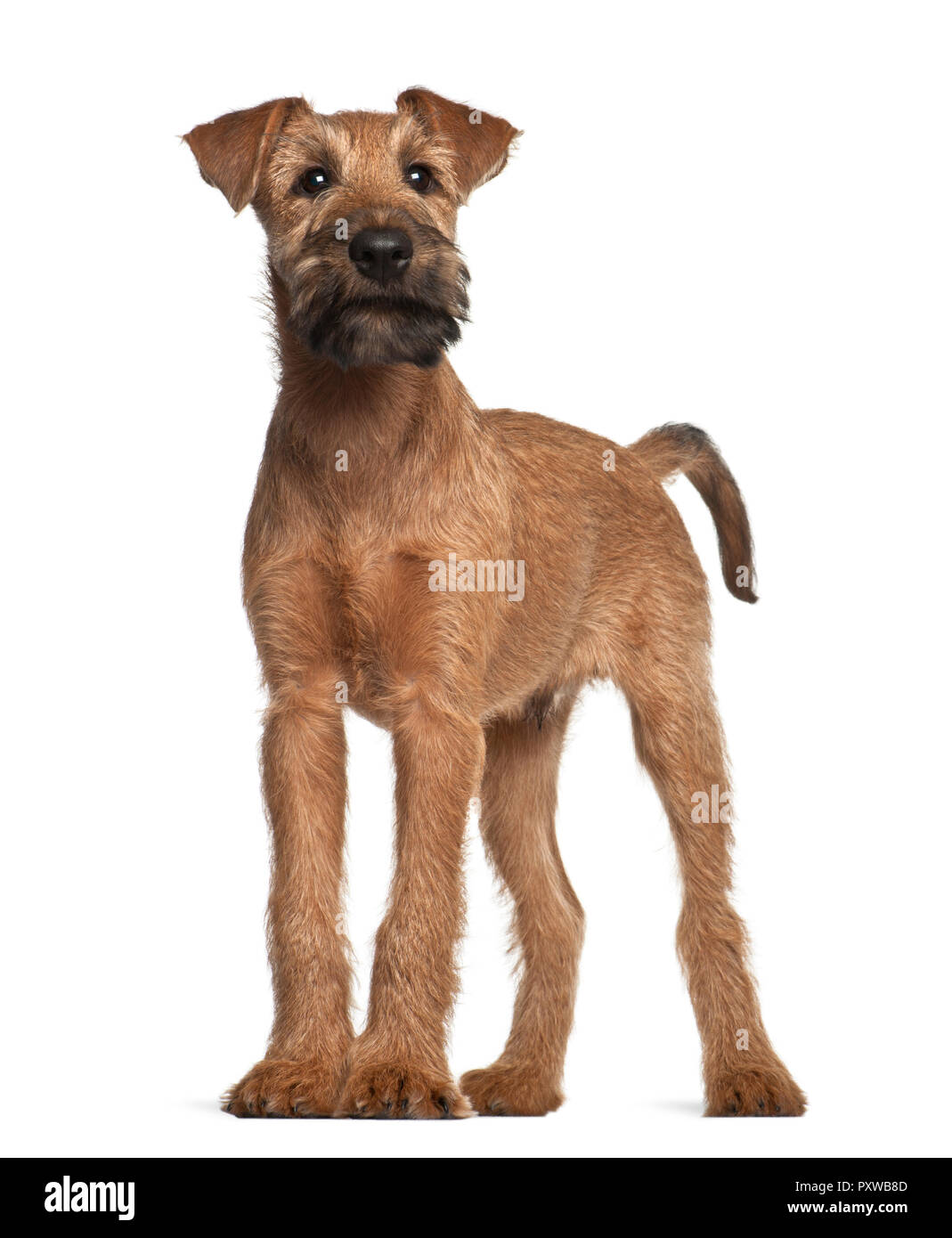Irish Terrier Welpen, 12 Wochen alt, vor weißem Hintergrund Stockfoto