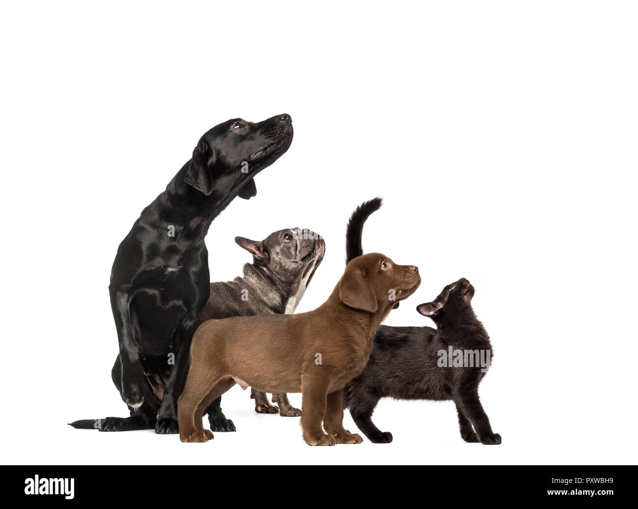 Gruppen von Hunden, Labrador Retriever Welpen, Labrador Retriever, Mixed breed Black Cat, Französische Bulldogge, vor weißem Hintergrund Stockfoto