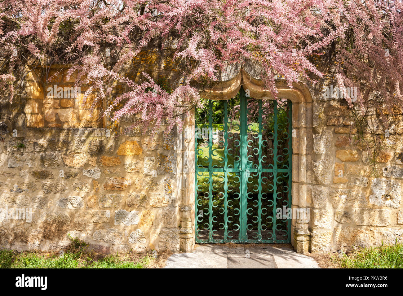 Tamarix Werk in voller Blüte, die sich um einen grünen Metal Gate und verzierten Stein Bogen Tür und ols Steinmauer Stockfoto