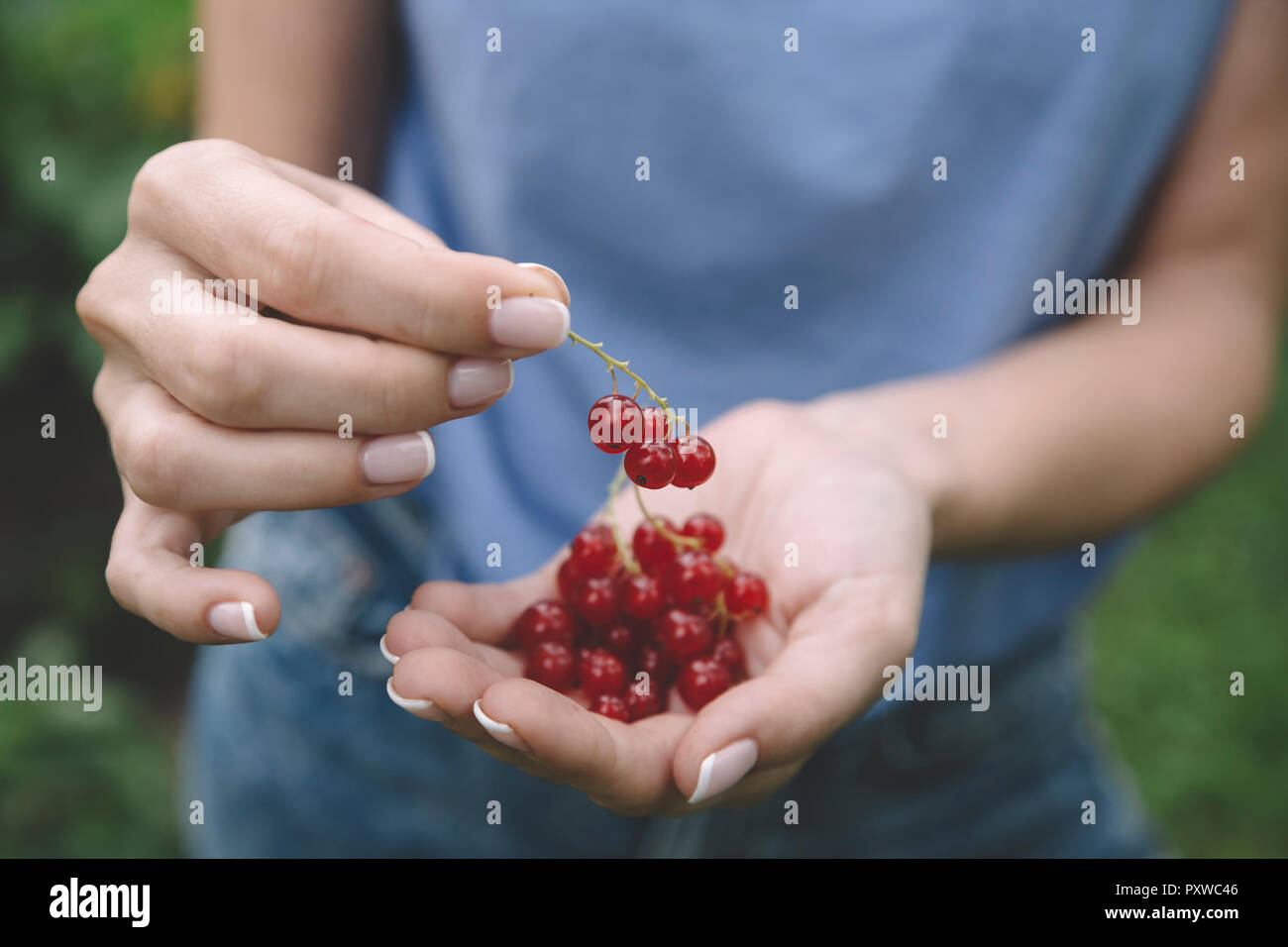 Junge Frau die Ernte roter Johannisbeeren Stockfoto