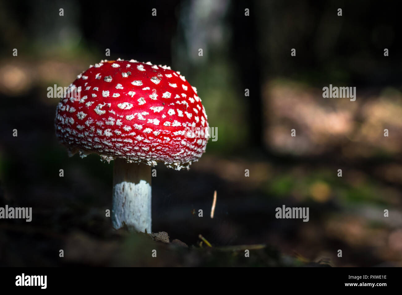 Giftige Pilz mit roter Kappe Stockfoto