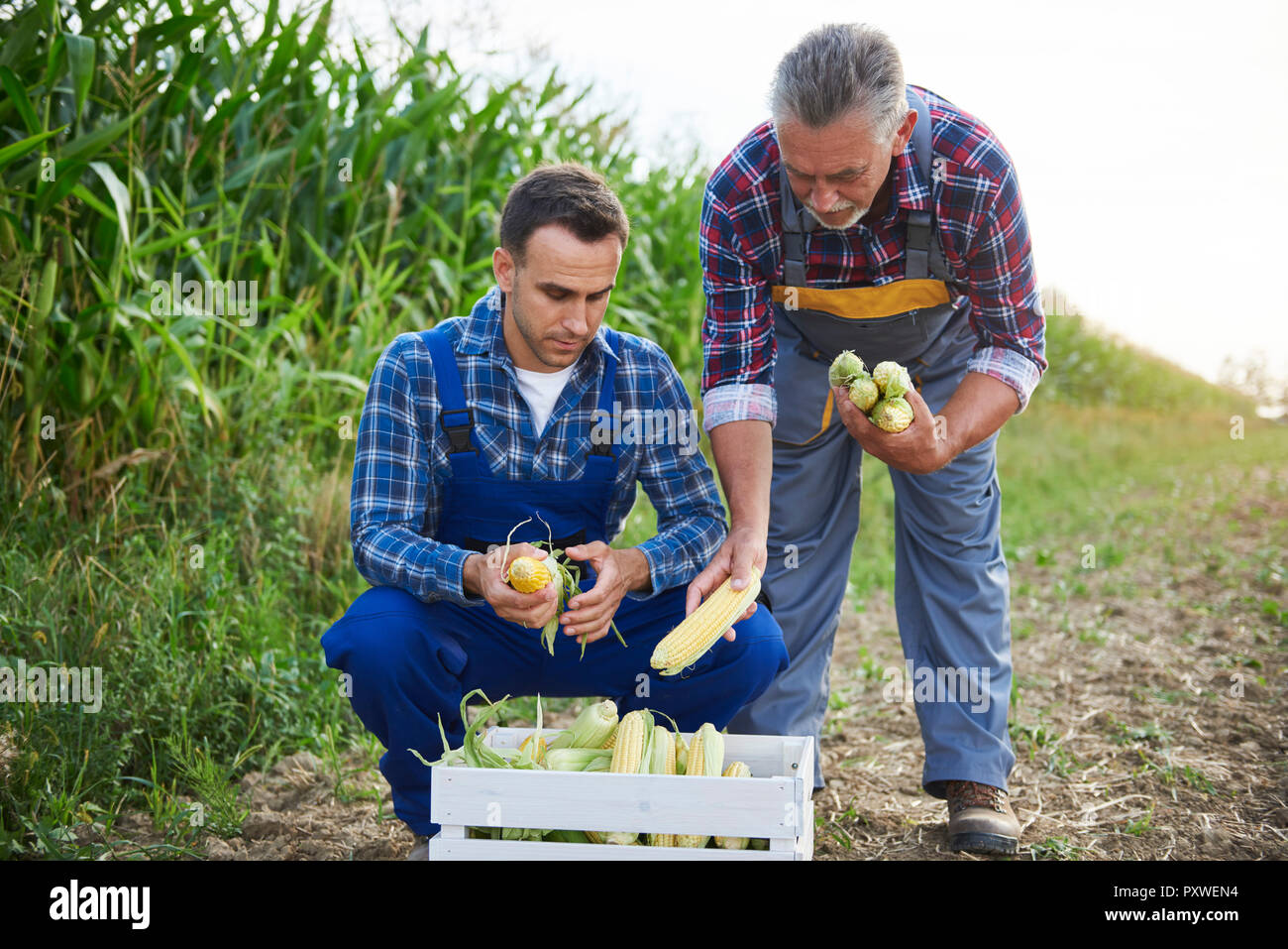 Zwei erfahrene Landwirte ihre Maisernte controlling Stockfoto