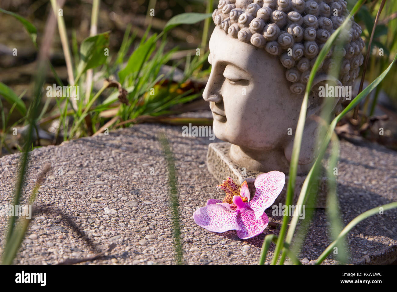 Buddha Kopf in einem Garten Stockfoto