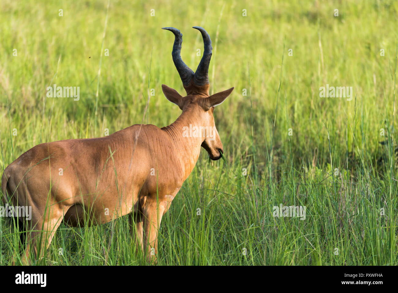 Antilope Hartebeest (afrikanische Antilope) im Murchison Falls National Park, Uganda Stockfoto