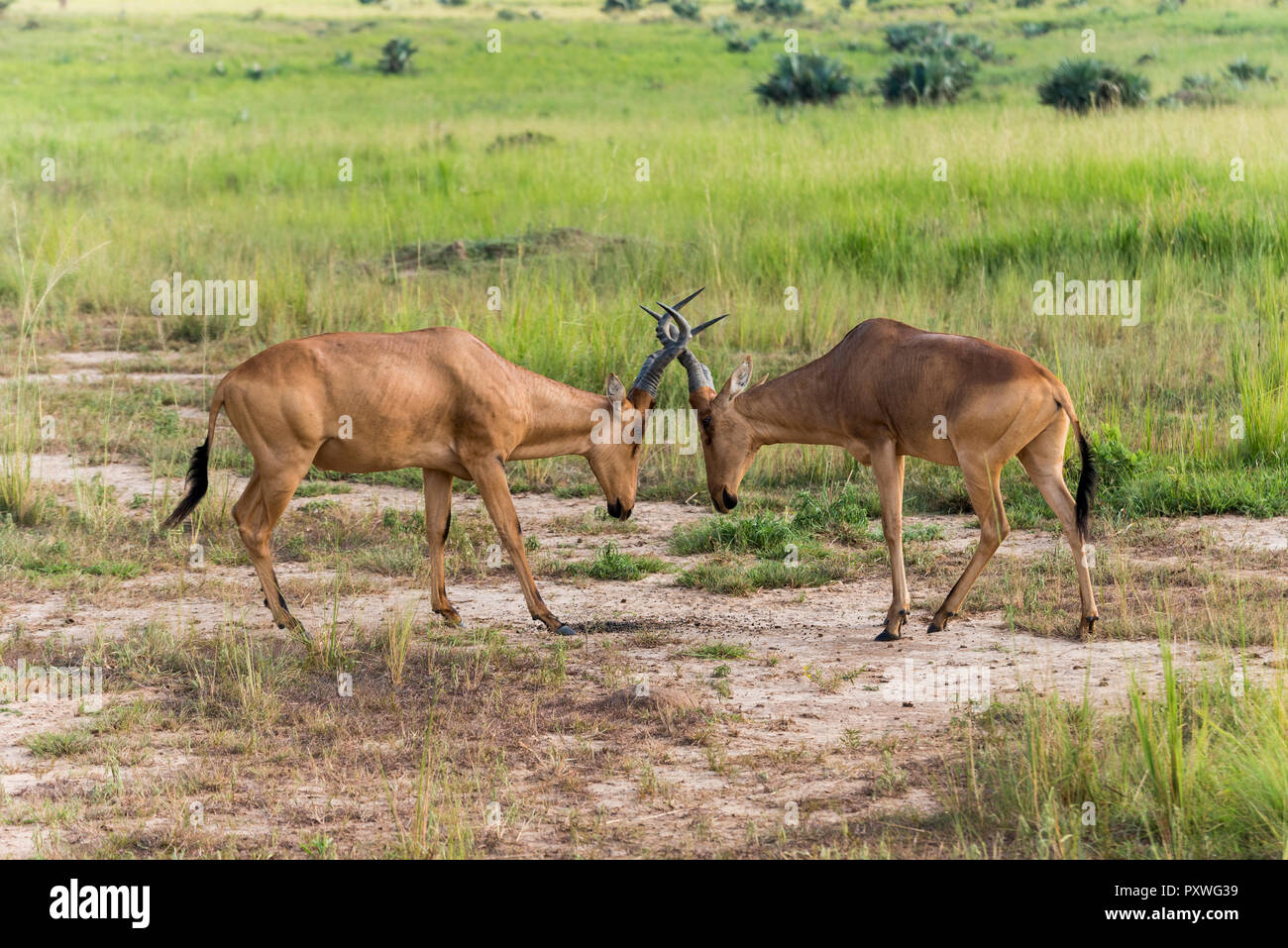 2 Antilope Hartebeest (afrikanische Antilope) kämpfen im Murchison Falls National Park, Uganda Stockfoto