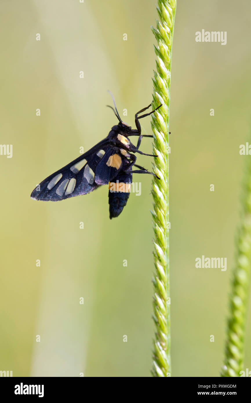 Thailand, transparente Flügel Moth, Ceryx sphenodes Stockfoto