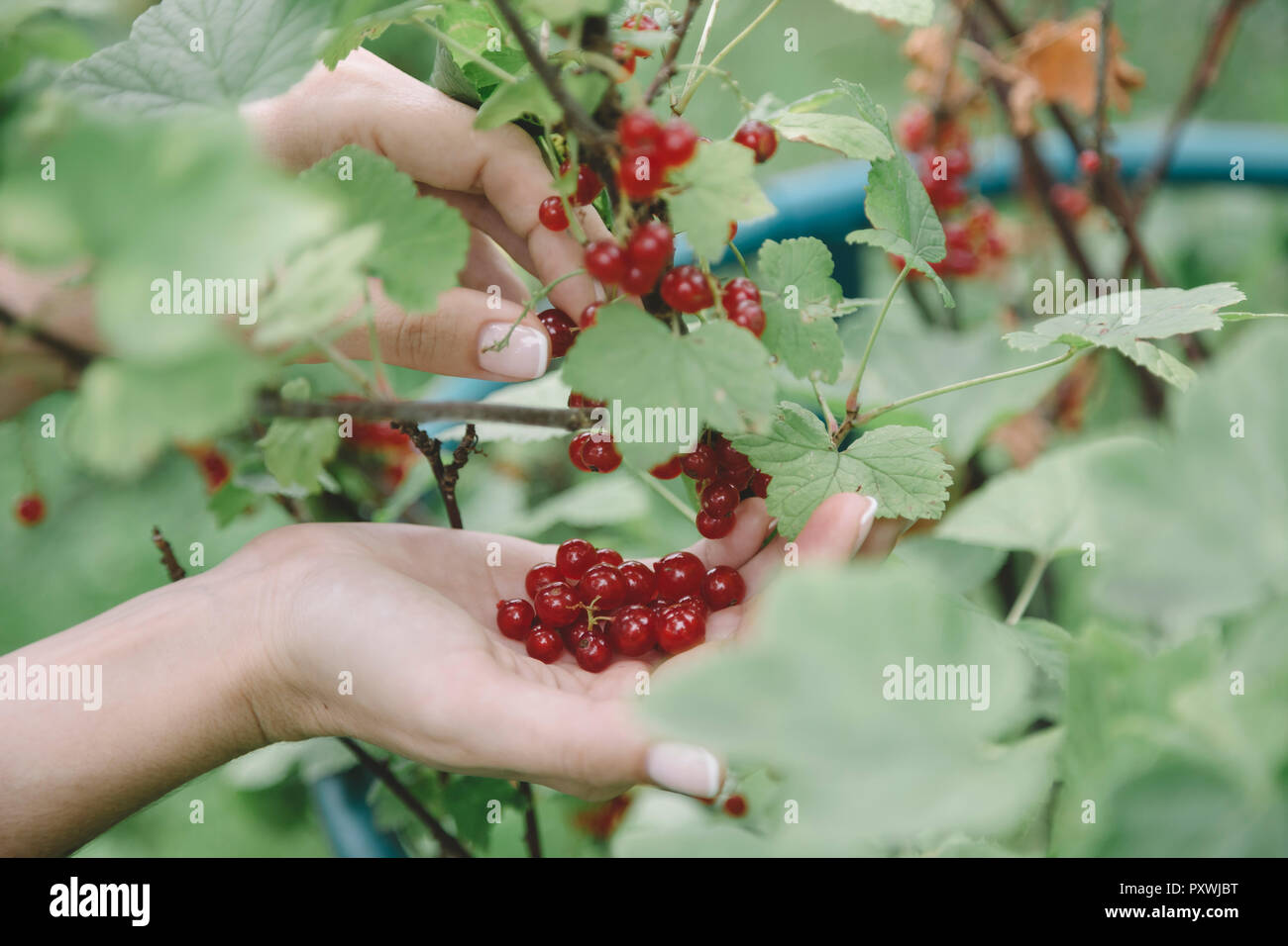 Junge Frau die Ernte roter Johannisbeeren Stockfoto