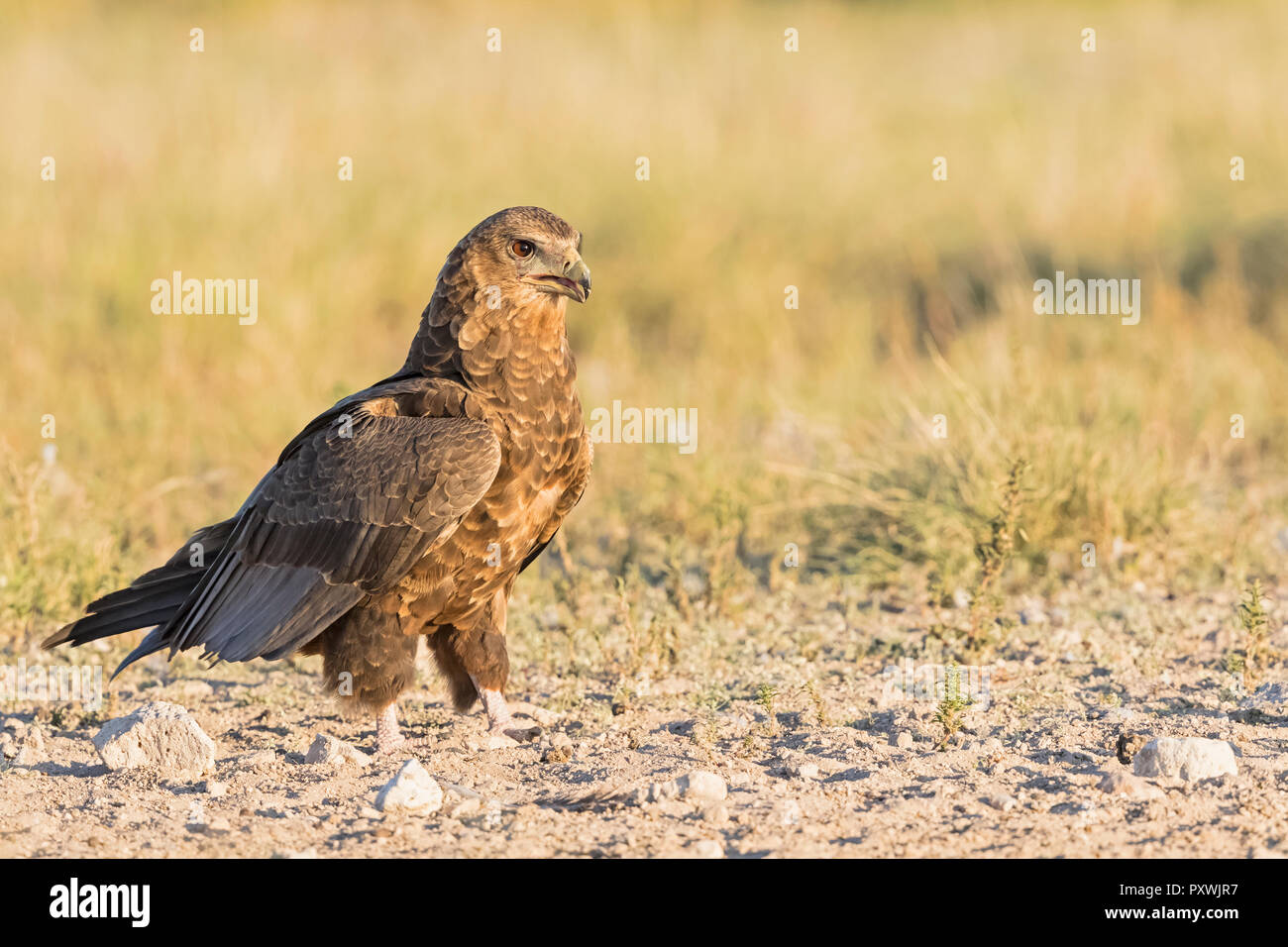 Botswana, Kgalagadi Transfrontier National Park, Mabuasehube Game Reserve, bataleur Adler, junge Tier, Terathopius ecaudatus Stockfoto