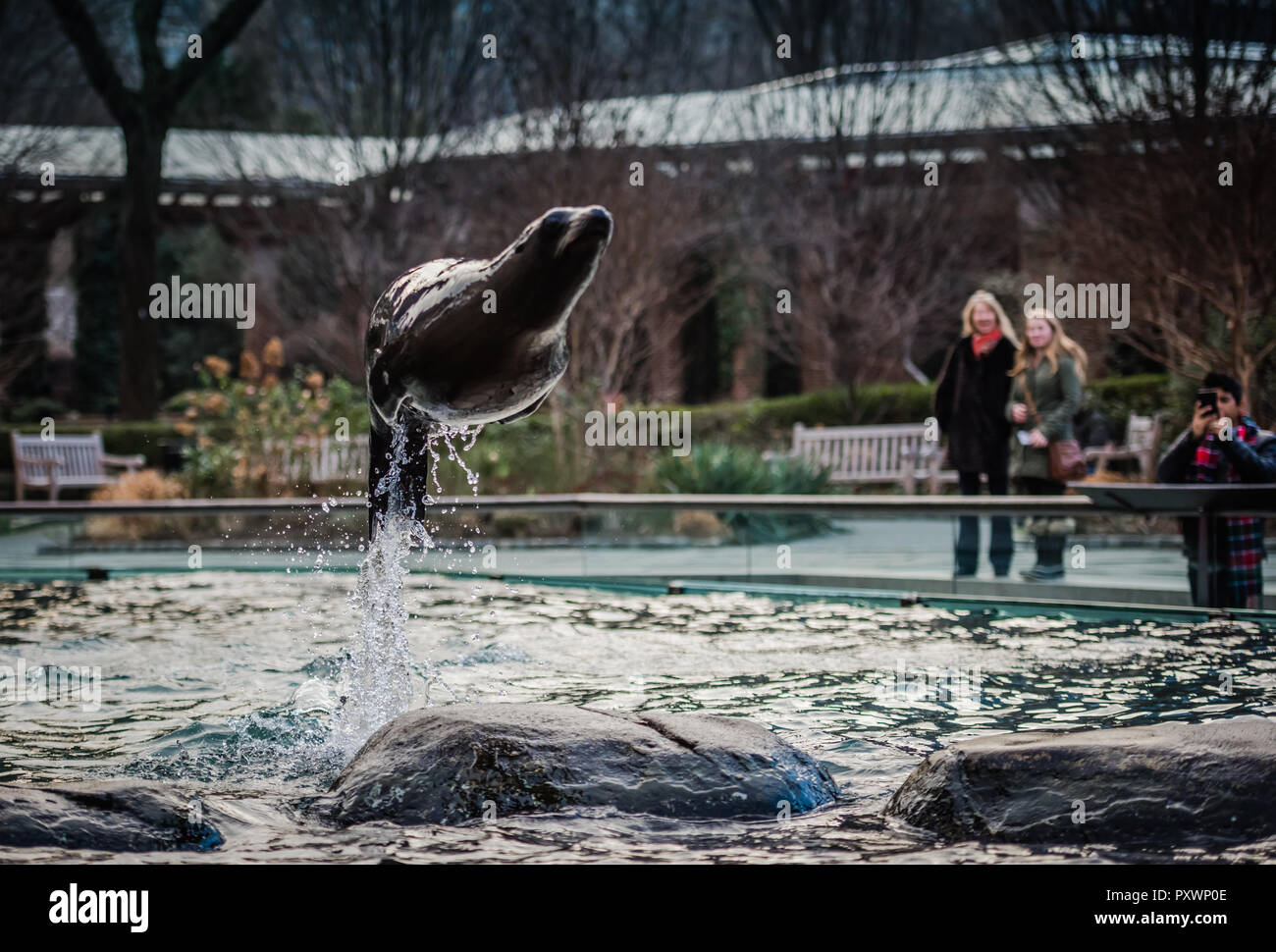 Sea Lion Sprünge über Felsen im Tank im Central Park Zoo in New York City. Stockfoto
