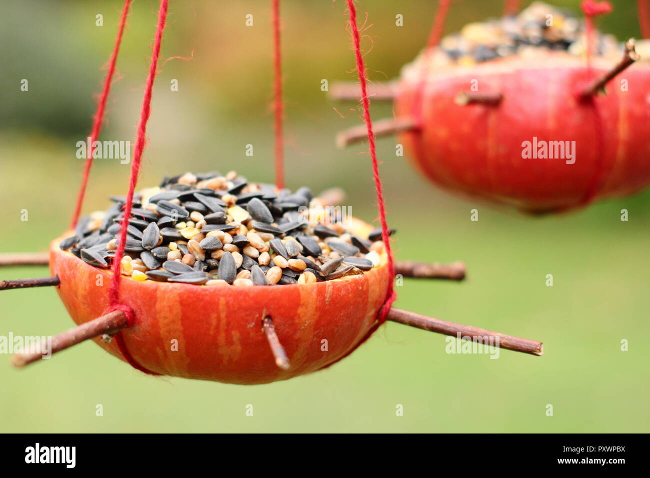 Hausgemachte Kürbis Bird Feeder. Über Kürbisse mit Samen für den Garten Vögel im Herbst gefüllt Links, Großbritannien Stockfoto