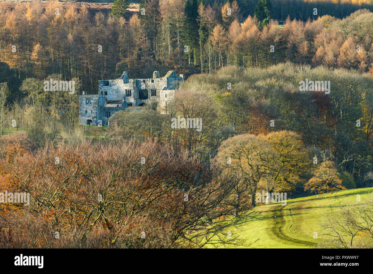 Herbst Blick von Barden Tower, historische Ruinen, die von dichten Wäldern Bäume mit bunten Laub - Bolton Abbey Estate, Yorkshire Dales, England, Großbritannien Stockfoto