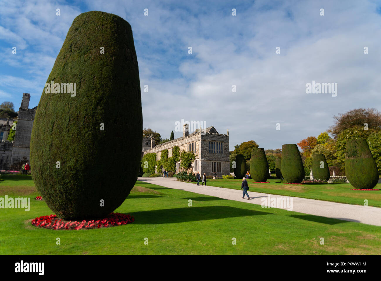 Helles Rot Royal British Legion stil Mohn in Betten, um die Unterseiten der Bäume gepflanzt im angelegten Garten des Lanhydrock Stockfoto