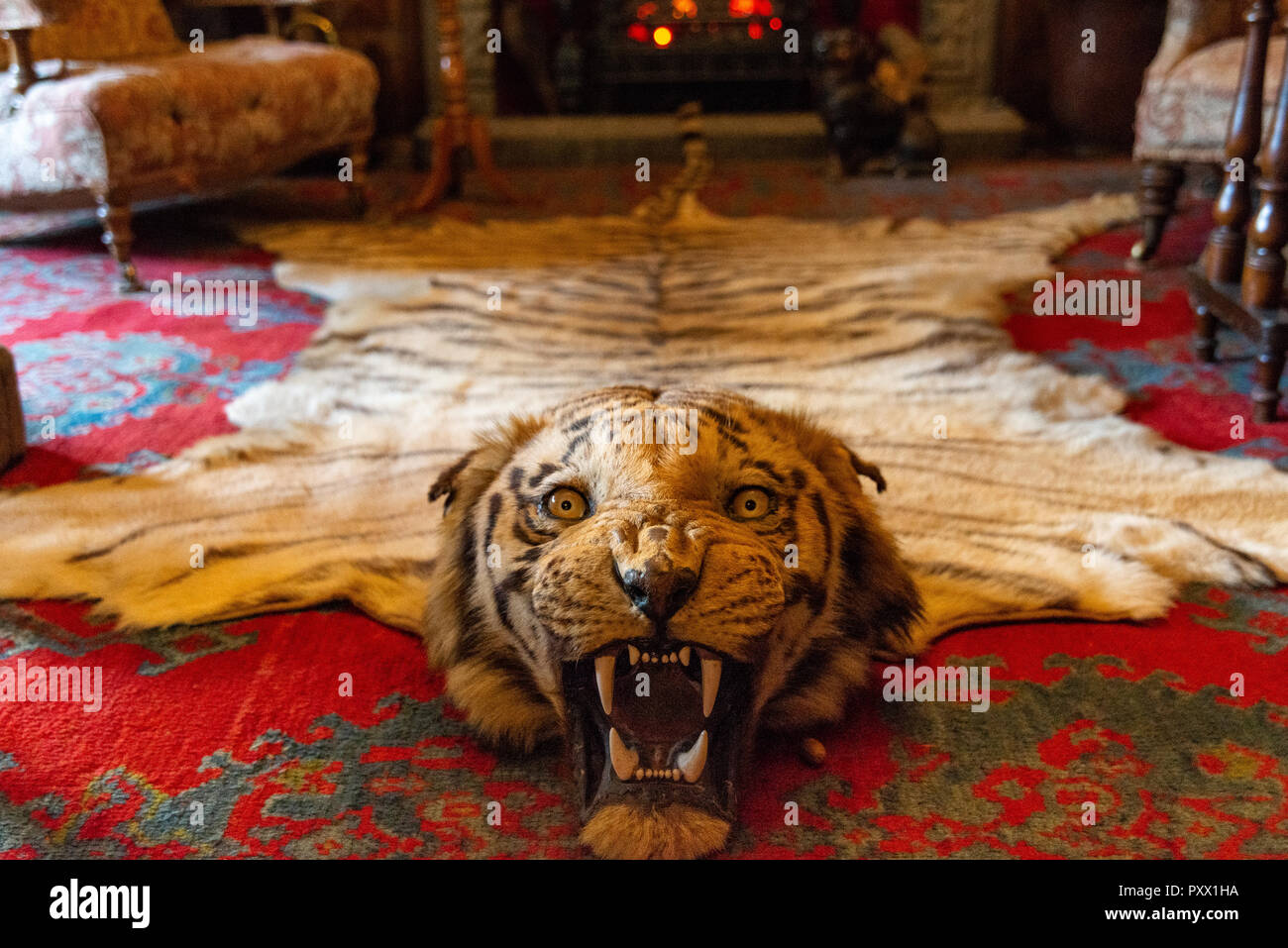 Tigerfell teppich -Fotos und -Bildmaterial in hoher Auflösung – Alamy