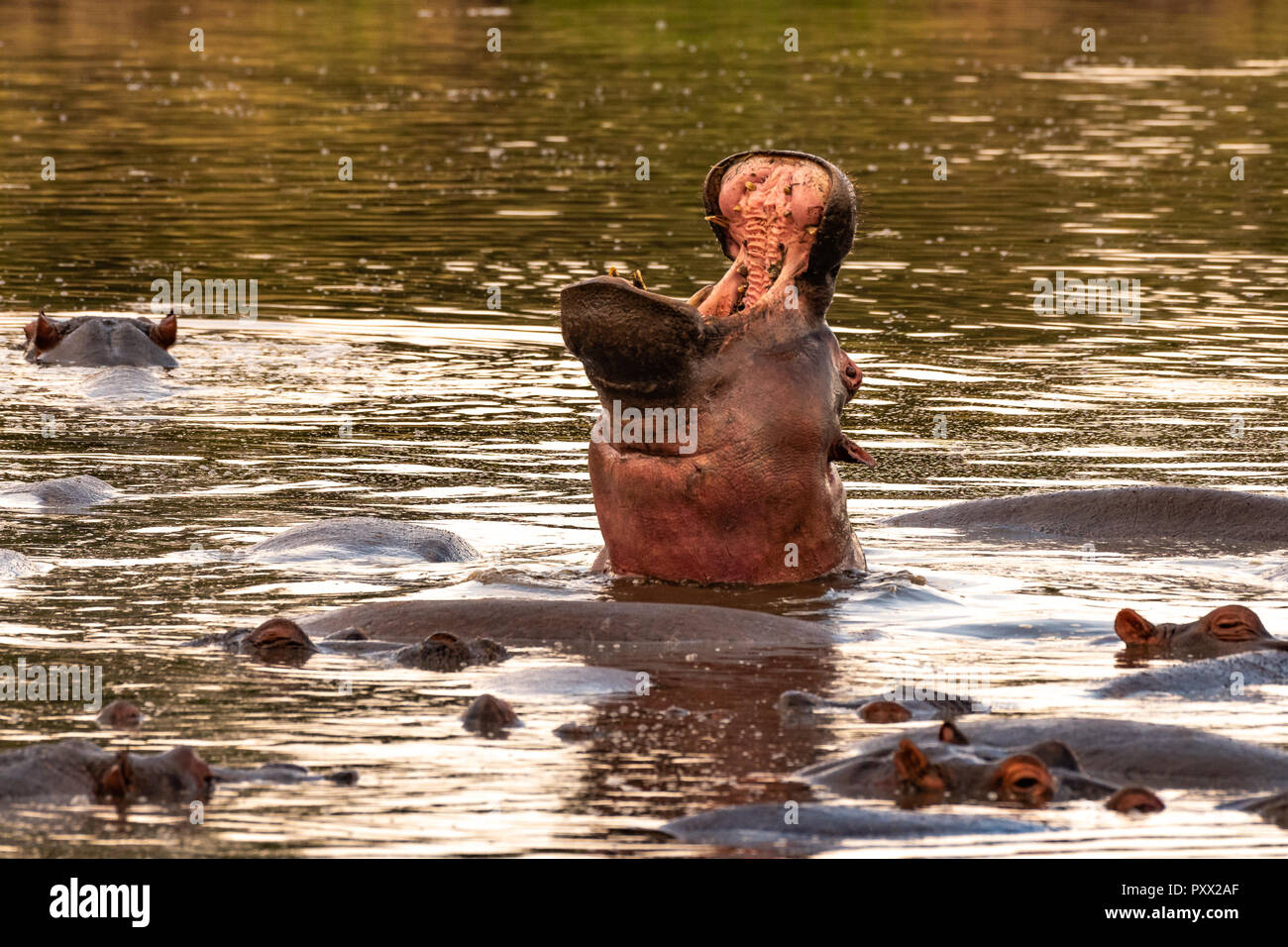 Dieses Bild von Nilpferd ist in der Masai Mara in Kenia. Stockfoto