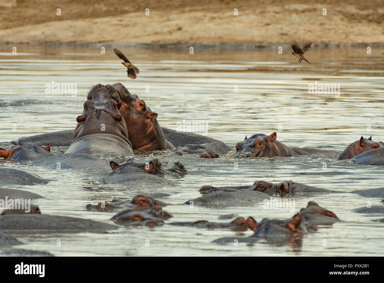 Dieses Bild von Nilpferd ist in der Masai Mara in Kenia. Stockfoto
