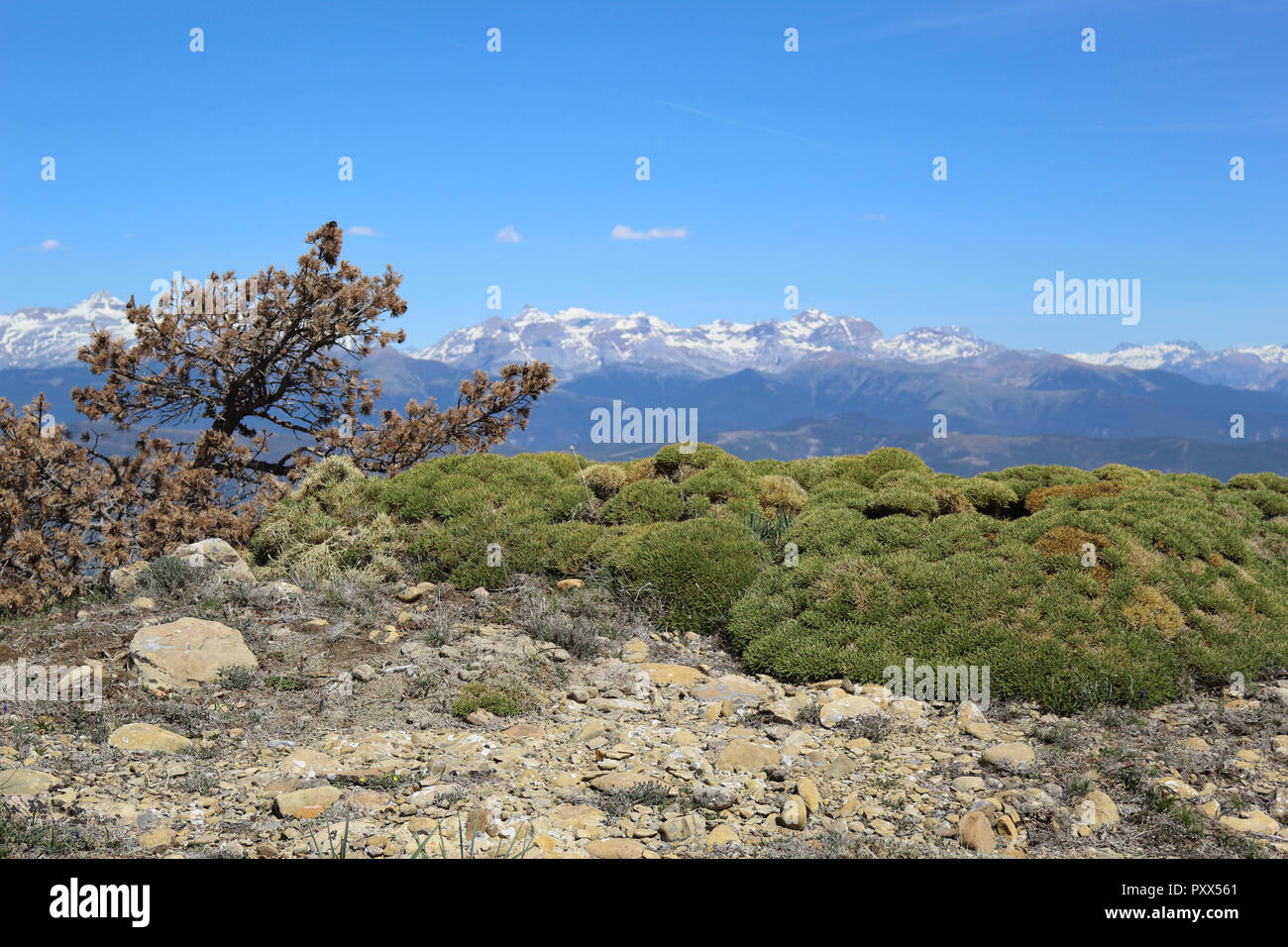 Eine verbogene trockene Tanne neben einigen Büschen und steinigen Boden mit, als Hintergrund, schneebedeckte Berge und ein blauer Himmel in Peña Oroel Berg, Aragon, Spanien Stockfoto
