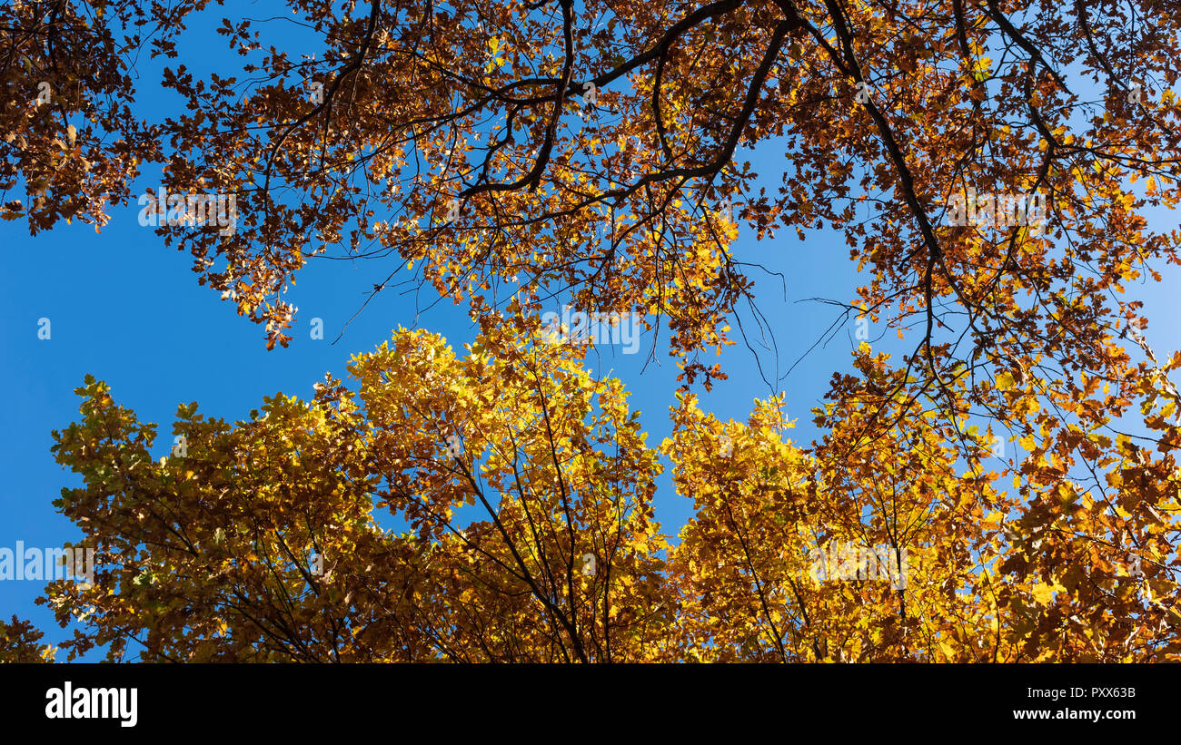 Herbst gelb Bäume gegen den blauen Himmel Stockfoto