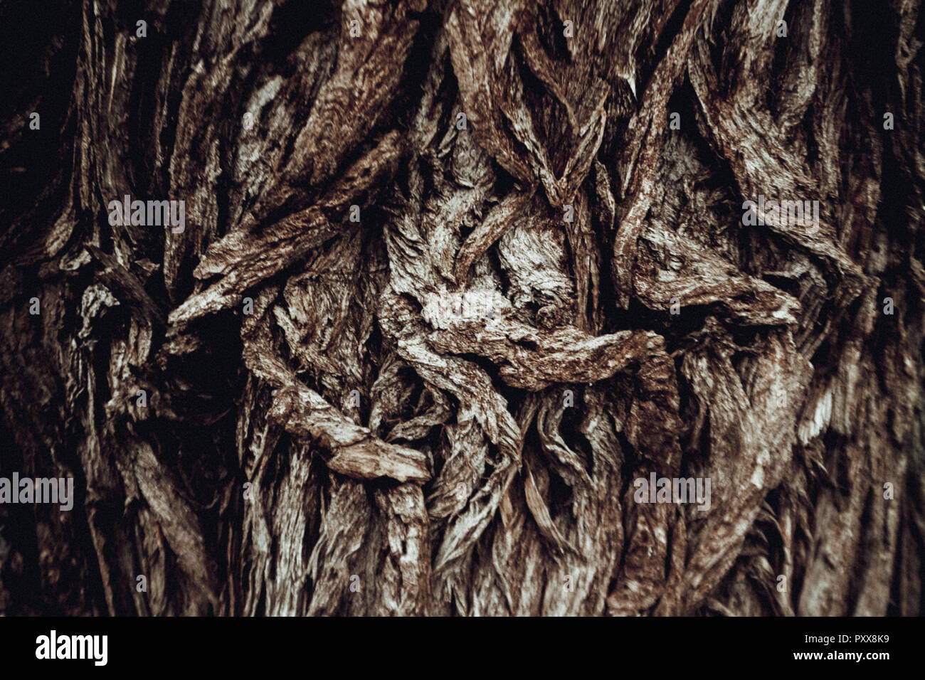 Baumrinde Textur. Dunkel Braun Baum. Chaotische Textur. Stockfoto