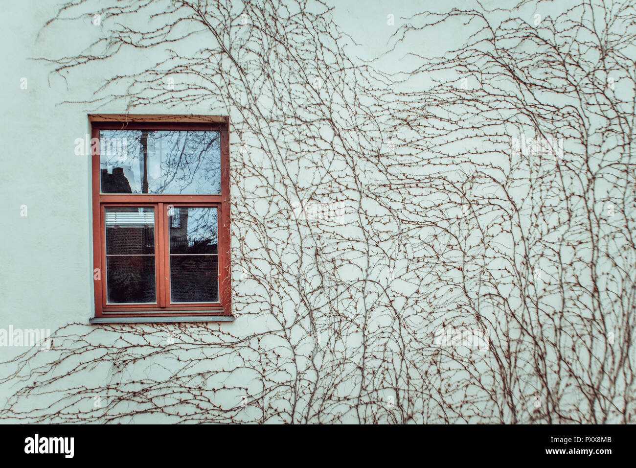 An der Wand Fenster. Pflanzen an der Wand Stockfotografie - Alamy