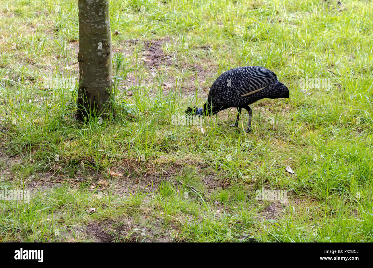 Die Crested guineafowl (Guttera pucherani) Vogel auf der Suche nach Essen. Der Vogel ist schwärzlich Gefieder mit dichten weißen Flecken. Stockfoto