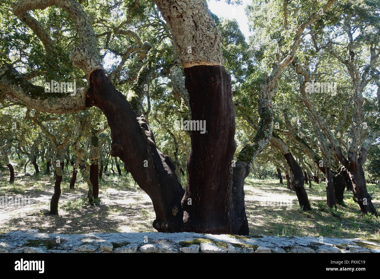 Cork Tree Wäldern im Norden von Sardinien Italien Stockfoto