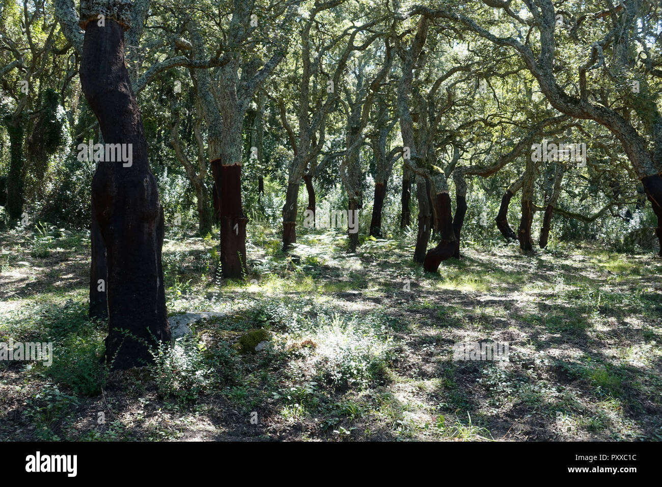 Cork Tree Wäldern im Norden von Sardinien Italien Stockfoto