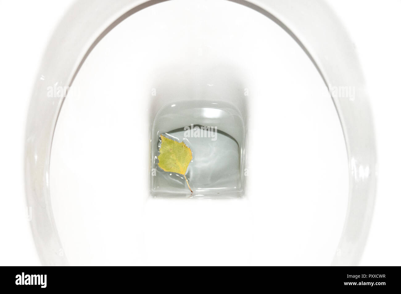 10.24.2018: Brackel, Deutschland: Ein Blatt in einer Toilette Stockfoto