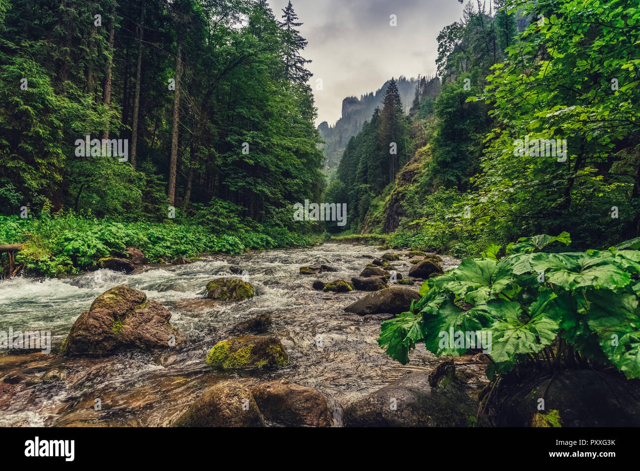 Blick auf die Mountain Creek fließt durch große Steine mit dem grünen Wald um. Stockfoto