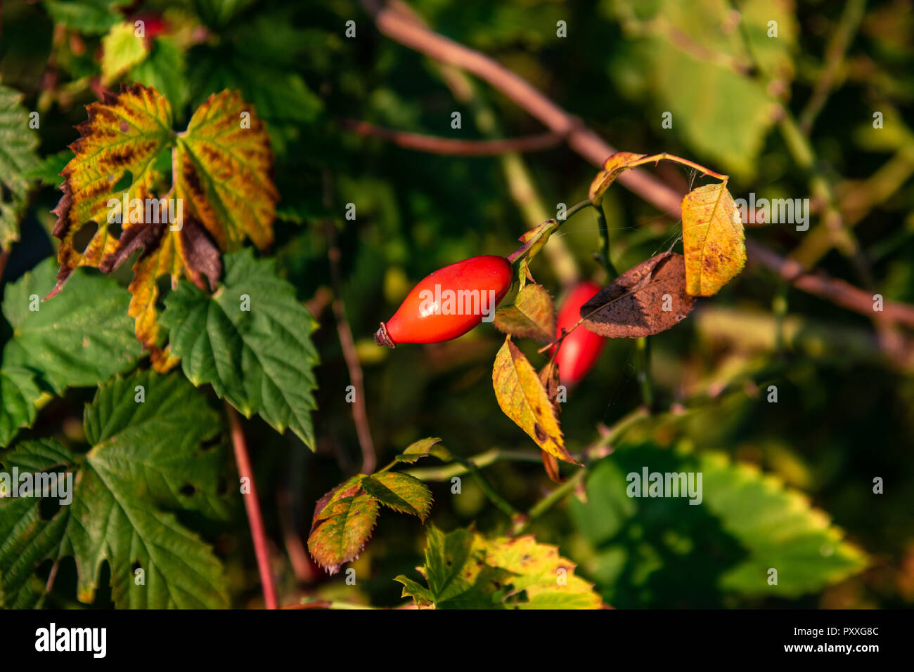 Strauch von Wild Rose Obst in natürlicher Umgebung. Quelle für Vitamin C. Stockfoto