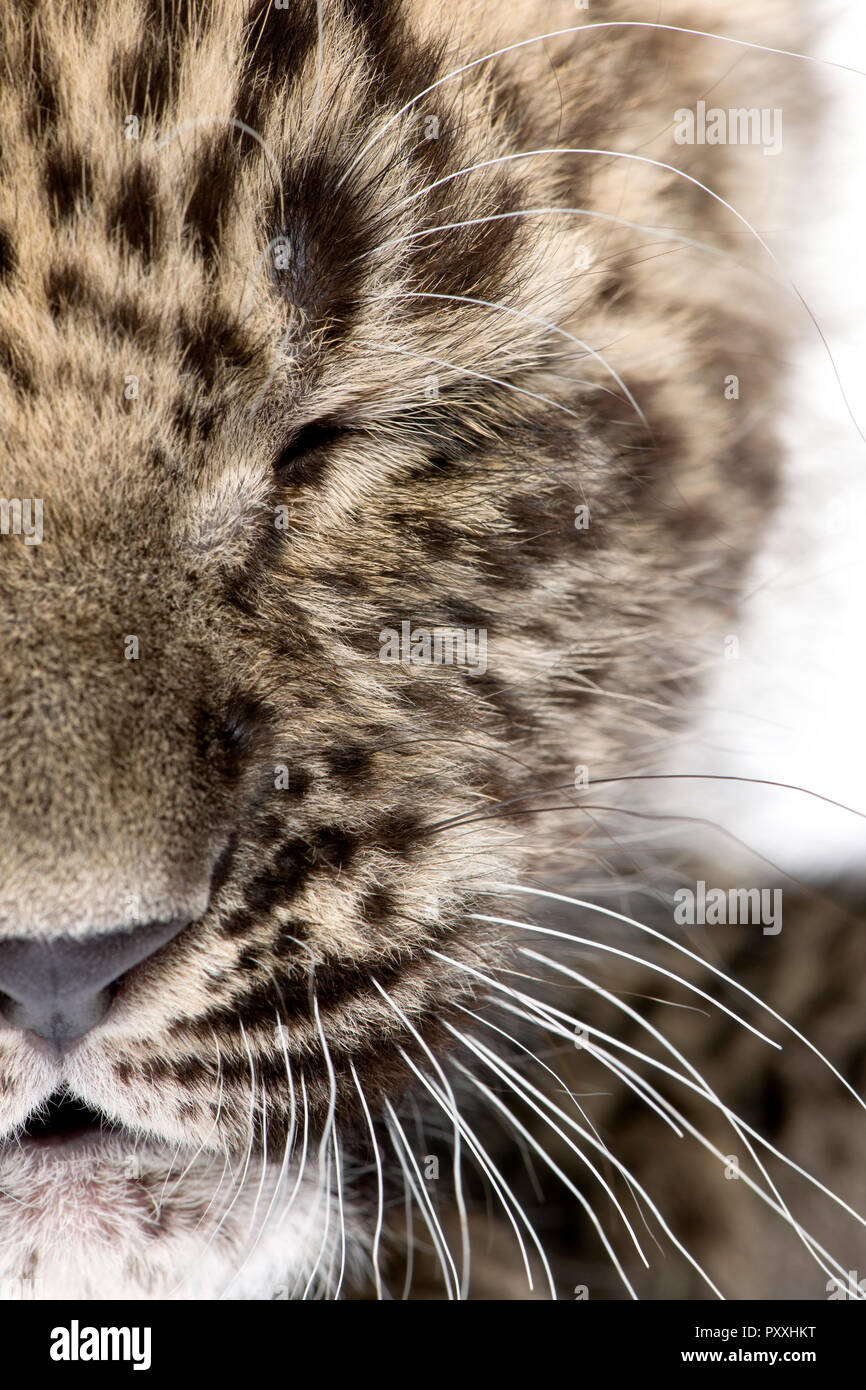 Close-up auf einem geschlossenen Auge von einem Persischen leopard Cub (6 Wochen) vor weißem Hintergrund Stockfoto